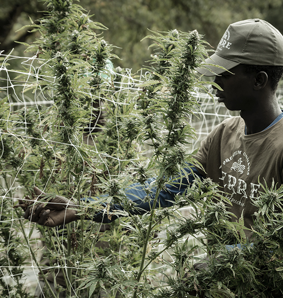 MARIJUANA FARM