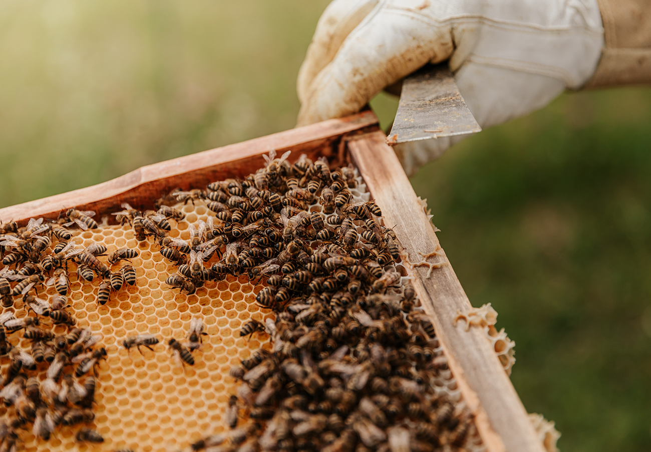 Our beekeepers begin to collect honey