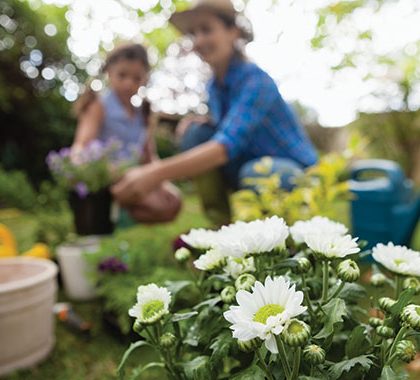 Plant Nursery