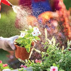 Watering Plant