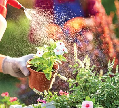 Watering Plant