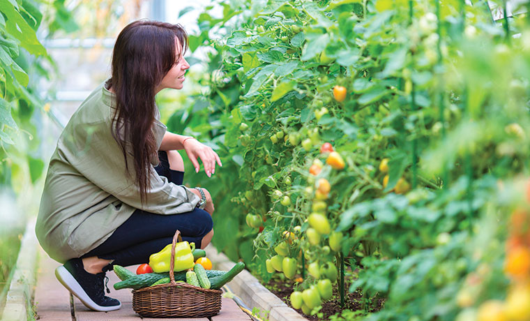 Fertilizing Service