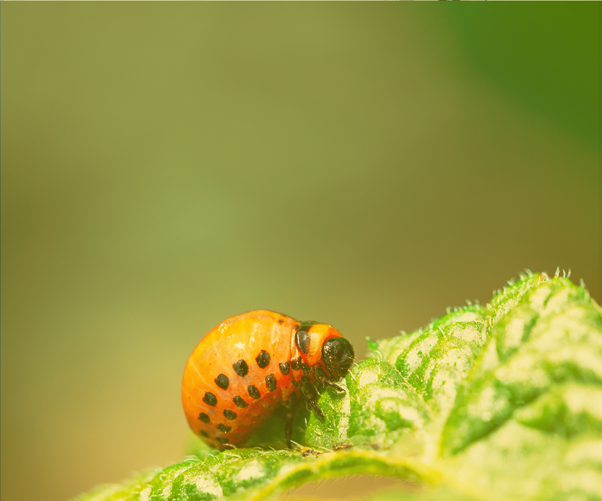 Yellow Jacket Control